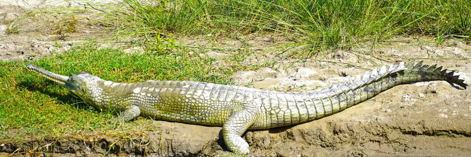Gharial Crocodile Bardia National Park